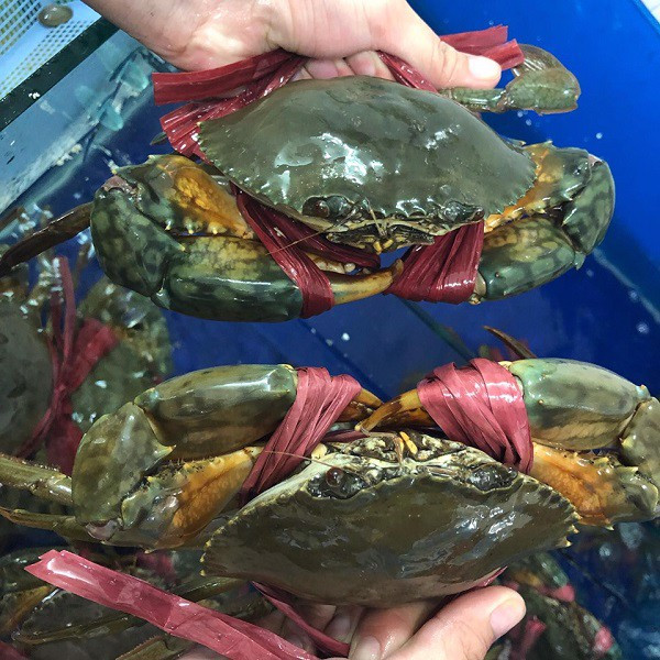  Cua biển Cà Mau là một trong những loại hải sản quý mà thiên nhiên ban tặng cho người dân nơi đây. Nó được xem là loại cua biển ngon nhất nhì miền Tây. Ảnh: Haisan24h
