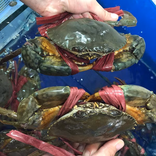  Cua biển Cà Mau là một trong những loại hải sản quý mà thiên nhiên ban tặng cho người dân nơi đây. Nó được xem là loại cua biển ngon nhất nhì miền Tây. Ảnh: Haisan24h