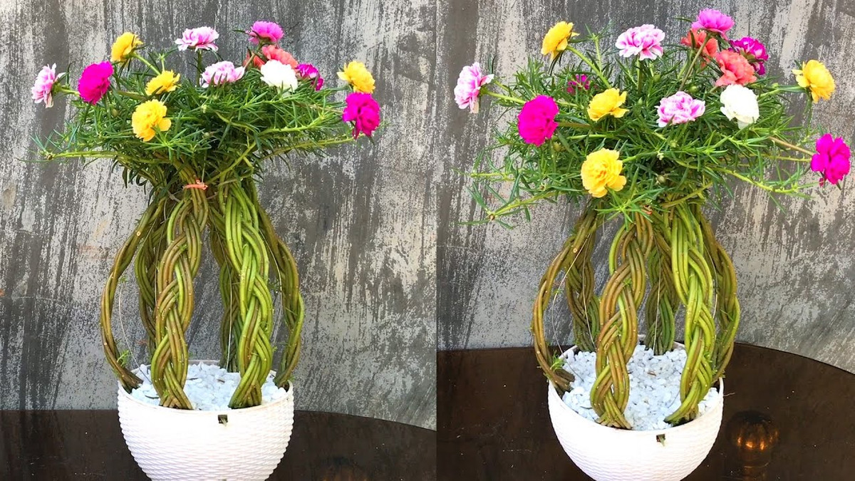  Bonsai mười giờ dạng tết tóc rất hút khách. Ảnh: Youtube