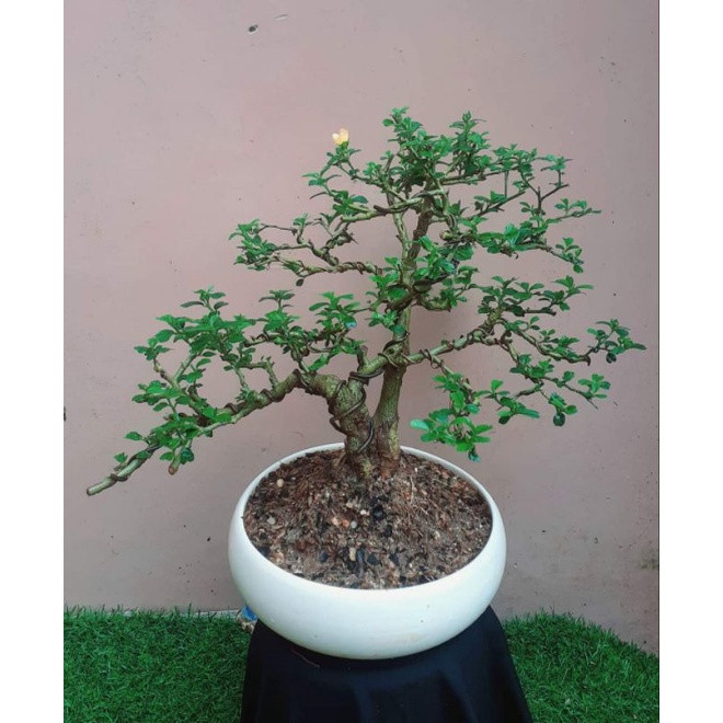 Từng là một loài hoa mọc dại bên đường song qua bàn tay của nghệ nhân, hoa ké "hoá" bonsai vô cùng đẹp và có giá trị cao. Ảnh: Shopee
