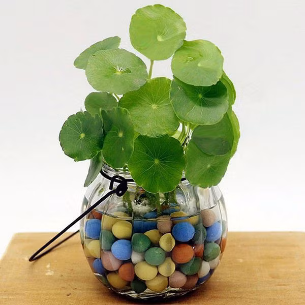 Mỗi chậu rau má làm kiểng có giá khá cao, gần 100.000 đồng. Ảnh: Shopee