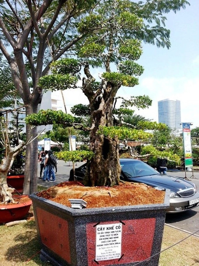 Bên cạnh đó, khu vườn của ông Phi Sơn còn có cặp khế cổ hơn 300 năm tuổi, được định giá 7 tỷ đồng. Ảnh: Dân trí