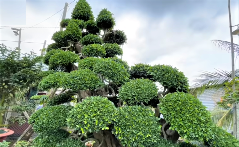 Cây duối dáng “trực” nặng khoảng 6 tấn và cây dáng “long” nặng 10 tấn, cao 8,5m và chiều ngang 4m. Ảnh: Doanh nghiệp &amp; tiếp thị