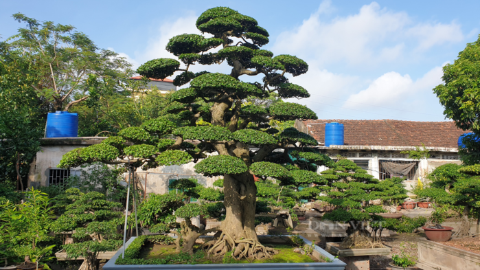 Tuy nhiên, sau nhiều năm chưa tìm được chủ mới, nghệ nhân Võ Phi Sơn đã “hạ giá” xuống còn 19 tỷ đồng cho cây duối dáng “long”, còn cây duối dáng “trực” thì giảm còn 6 tỷ đồng. Ảnh: Bestie