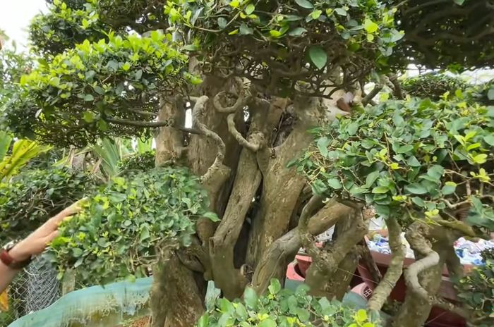 Theo các chuyên gia cây cảnh, để xác định giá trị của một cây cảnh thì phải xem xét nhiều yếu tố như độ quý hiếm, tuổi cây, dáng thế của cây...Ảnh: Khương Dừa