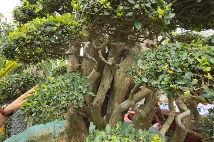 Theo các chuyên gia cây cảnh, để xác định giá trị của một cây cảnh thì phải xem xét nhiều yếu tố như độ quý hiếm, tuổi cây, dáng thế của cây...Ảnh: Khương Dừa