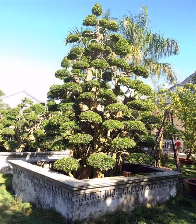 Trong đó, nổi bật nhất là bộ đôi cây duối dáng “trực” và dáng “long” cực kỳ đẹp mắt được ông kỳ công chăm sóc suốt hơn 10 năm. Ảnh: Doanh nghiệp &amp; tiếp thị