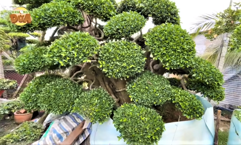 Nhiều năm trước, ông Sơn báo giá cây duối dáng “trực” lên đến 50 tỷ đồng, còn cây duối dáng “long” giá 60 tỷ đồng. Ảnh: Bestie