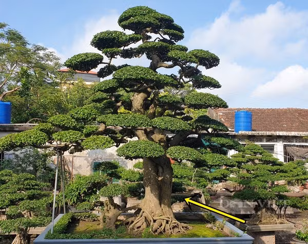 Cặp duối cảnh có giá trị cao như vậy là bởi dáng thế độc đáo, tuổi đời lâu năm và thuộc dòng một cốt đa thân, ở mỗi thân có hoành từ 150cm trở lên. Ảnh: Vietnamnet