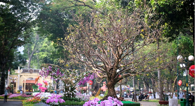 Hồi đầu năm nay, anh cây mai cổ thụ "tiên lão giáng trần" của anh Đặng Quang Dũng (ngụ xã Sùng Nhơn, huyện Đức Linh, tỉnh Bình Thuận) thu hút sự chú ý của giới sinh vật cảnh khi được trả giá tới 5,9 tỷ đồng. Ảnh: Tiền phong