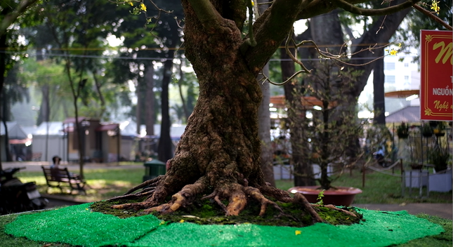 Gốc mai lớn được xem là lão mai quý hiếm nhất Việt Nam. Ảnh: Tiền phong