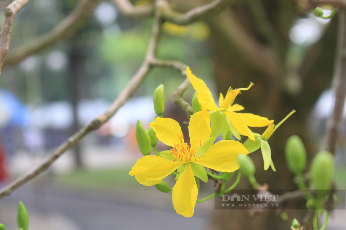 Hoa bung ra từ rễ, thân là điểm nhấn độc đáo, đặc biết nhất là mùi hoa rất thơm. Ảnh: Dân Việt