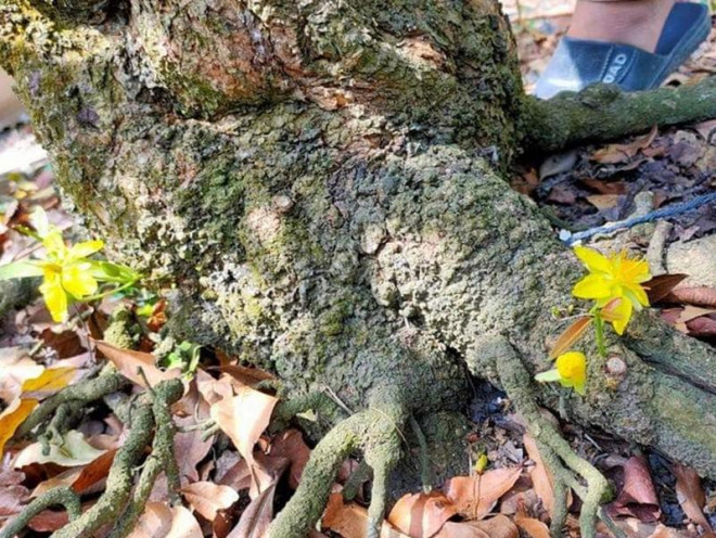 Theo giới chơi cây cảnh, đây là cây mai có hình dáng đẹp và độc đáo hiếm thấy. Ảnh: Plo