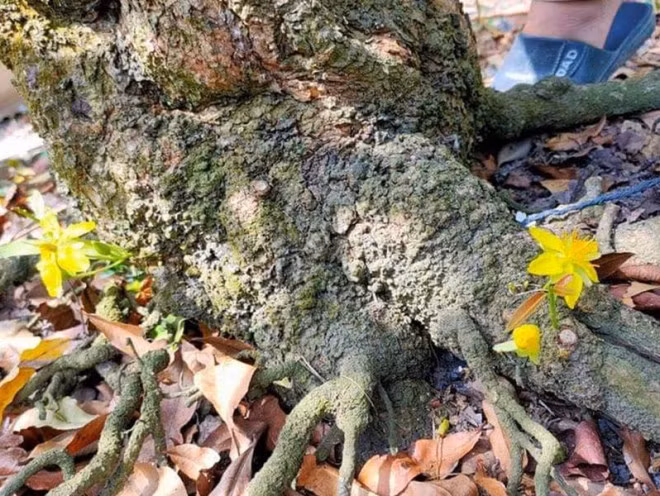 Theo giới chơi cây cảnh, đây là cây mai có hình dáng đẹp và độc đáo hiếm thấy. Ảnh: Plo