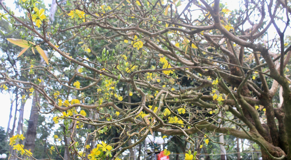 Mỗi cành cây chi chít nụ hoa, dần bung nở đúng dịp Tết Nguyên đán. Ảnh: Dân Việt