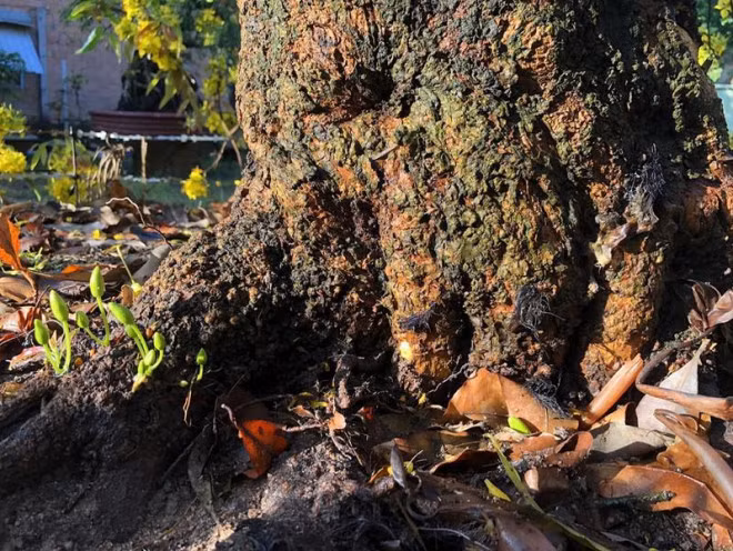 Phía dưới rễ cũng có hoa. Ảnh: Plo