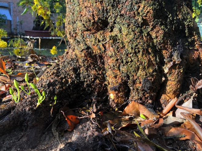 Phía dưới rễ cũng có hoa. Ảnh: Plo