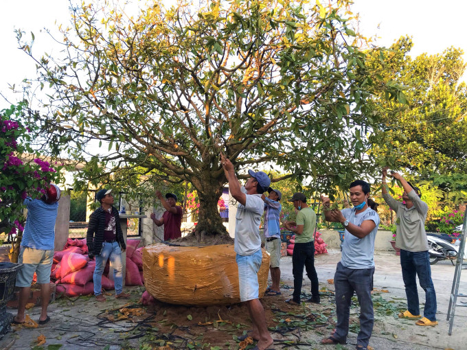 Tuy nhiên, anh Dũng từ chối bán. Anh muốn nhiều người được chiêm ngưỡng lão mai độc, lạ bậc nhất Việt Nam này. Ảnh: Phapluatplus