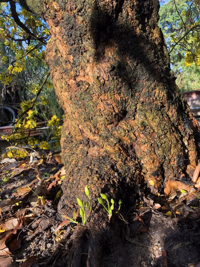 Sở hữu cây mai gần 20 năm, mỗi năm chủ nhân phải bỏ không dưới 30 triệu chỉ để chăm sóc cho cây mai “Tiên lão giáng trần”. Ảnh: Phapluatplus