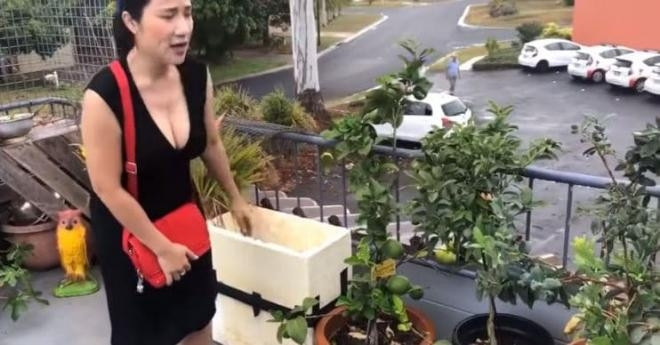 Tại đây, MC "Bạn muốn hẹn hò" còn trồng nhiều cây ăn quả khá phổ biến ở Việt Nam như chanh, cà tím... Ảnh chụp màn hình