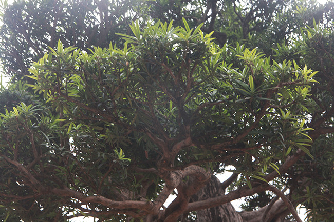 Cây tùng có chiều cao khoảng hơn 3m, hội tụ cả 4 yếu tố của một cây cảnh quý hiếm đó là: cổ - kỳ - mỹ - văn. Ảnh: Dân Việt