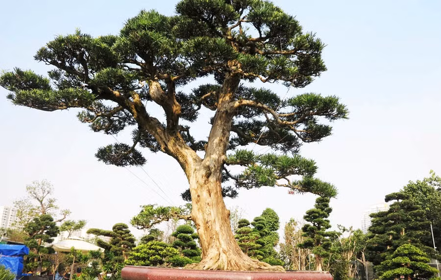 Cây có tuổi đời hơn 100 năm, nguồn gốc từ Nhật Bản. Cây được nhập về bằng đường tàu thủy, qua cảng Hải Phòng rồi vận chuyển về Sài Gòn bằng xe container. Ảnh: Vietnamnet