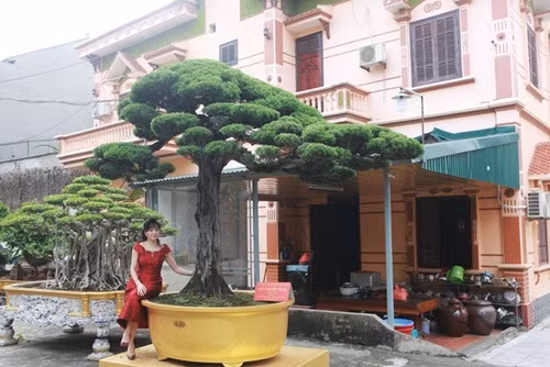 Chị Ngô Thị Thu (TP.Việt Trì, Phú Thọ) - vợ của đại gia Toàn đô la cũng có niềm đam mê với cây cảnh. Trong đó, chị dành sự quan tâm đặc biệt với những cây tùng cổ. Ảnh: ĐSPL