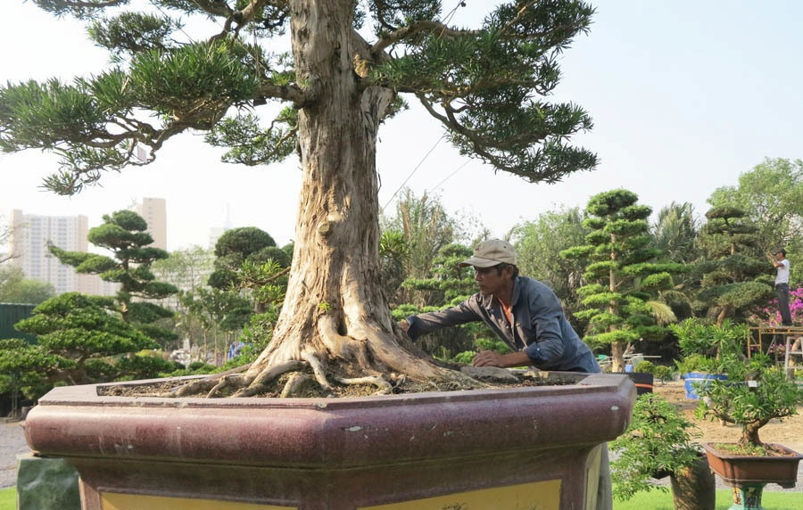 Anh Võ Văn Sáu (quê Bình Định) từng làm nông nhưng có niềm đam mê với cây tùng, đặc là là tùng Nhật Bản. Ảnh: Vietnamnet