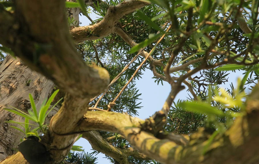 Thời gian vận chuyển khoảng hơn một tháng. Ảnh: Vietnamnet