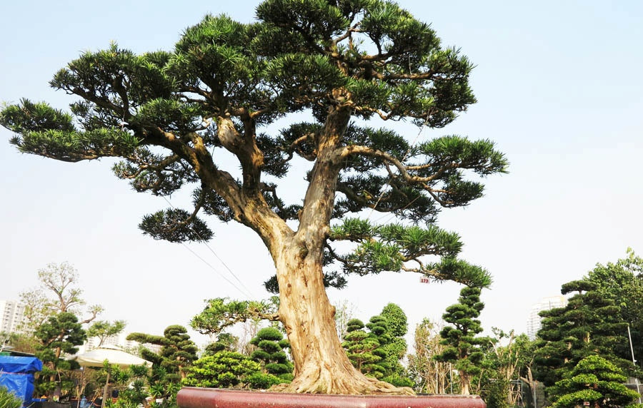 Cây có tuổi đời hơn 100 năm, nguồn gốc từ Nhật Bản. Cây được nhập về bằng đường tàu thủy, qua cảng Hải Phòng rồi vận chuyển về Sài Gòn bằng xe container. Ảnh: Vietnamnet