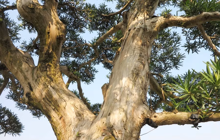 Trong vườn tùng bonsai của anh Sáu có cây tùng bonsai cổ thụ được định giá tới 6 tỷ đồng. Ảnh: Vietnamnet