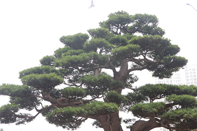 Để mua được cây tùng la hán quý hiếm này, vợ chồng ông Thành bán hai căn nhà ở phố Lò Đúc (quận Hai Bà Trưng, Hà Nội) để gom đủ tiền. Ảnh: Dân Việt