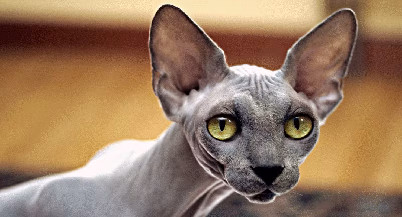 Sphynx được biết đến với vẻ ngoài không có lông do đột biến gen tự nhiên. Chúng có nguồn gốc từ Toronto, Canada. Một con mèo Sphynx có giá khoảng 3.000 USD.