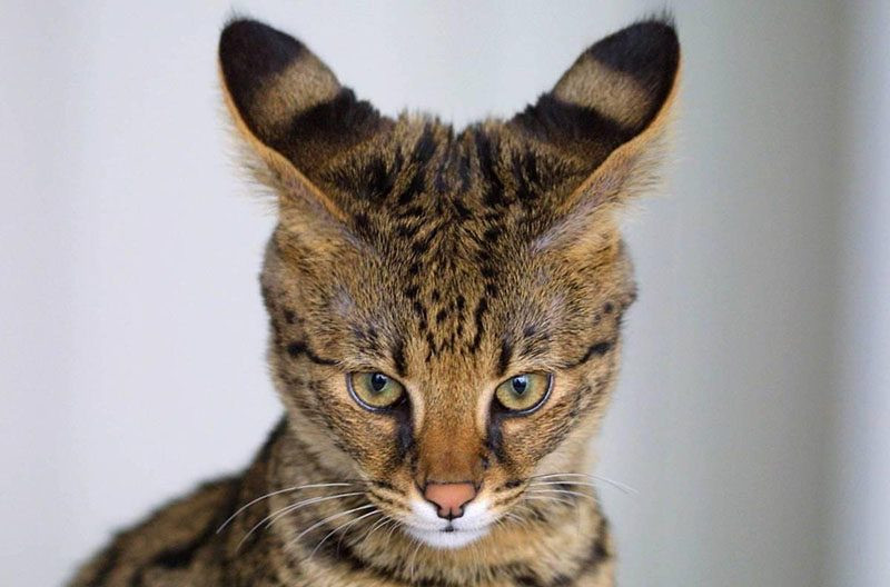 Savannah là giống mèo lai giữa mèo châu Phi hoang dã và mèo Ba Tư thuần hóa. Savannah có thể được phân thành 5loại từ F1 đến F5. Giá của loài mèo này phụ thuộc vào giới tính và phân loại, cao nhất có thể tới 50.000 USD.