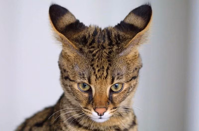 Savannah là giống mèo lai giữa mèo châu Phi hoang dã và mèo Ba Tư thuần hóa. Savannah có thể được phân thành 5loại từ F1 đến F5. Giá của loài mèo này phụ thuộc vào giới tính và phân loại, cao nhất có thể tới 50.000 USD.