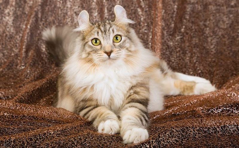 Đôi tai xoăn đặc trưng của mèo American Curl là do đột biến ngẫu nhiên. Loài mèo này tình cảm và thích giao lưu với con người. Mỗi chú mèo American Curl có giá 1.200 USD.