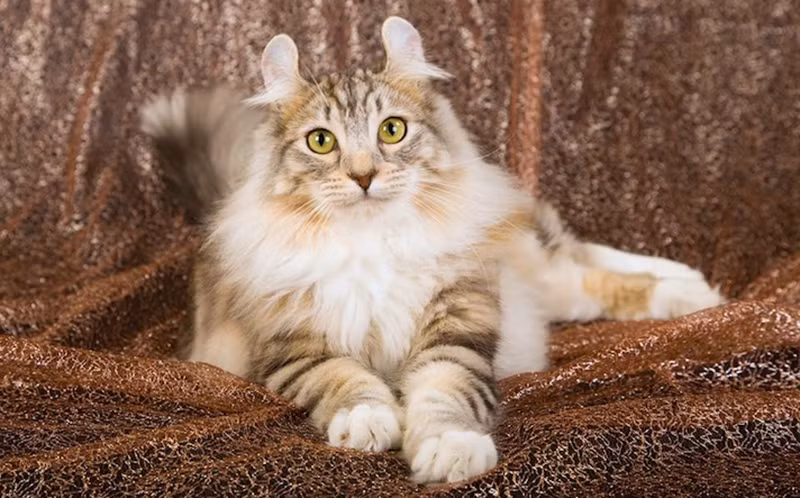 Đôi tai xoăn đặc trưng của mèo American Curl là do đột biến ngẫu nhiên. Loài mèo này tình cảm và thích giao lưu với con người. Mỗi chú mèo American Curl có giá 1.200 USD.