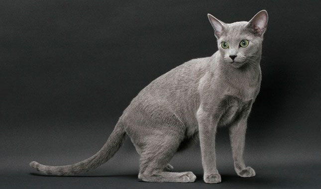 3.000 USD cũng là mức giá của giống mèo Nga Russian Blue. Loài mèo có đôi mắt màu xanh lá cây rực rỡ này khá dè dặt với người lạ.