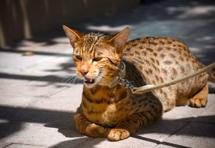 Boc gia nhung loai meo dat do nhat the gioi