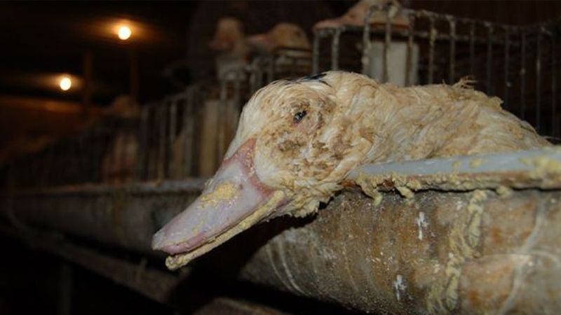 Kết quả nghiên cứu cho thấy, những con ngỗng vỗ béo có tỉ lệ chết cao gấp 20 lần so với ngỗng không bị ép ăn. Ảnh: Peta