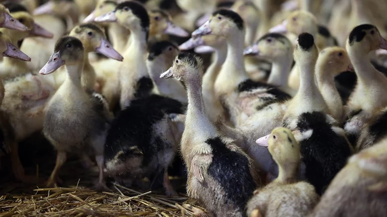 Ít ai biết, để có được những miếng gan béo, người ta áp dụng một hình thức chăn nuôi thô bạo. Ảnh: Getty