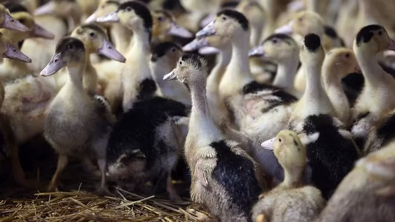 Ít ai biết, để có được những miếng gan béo, người ta áp dụng một hình thức chăn nuôi thô bạo. Ảnh: Getty