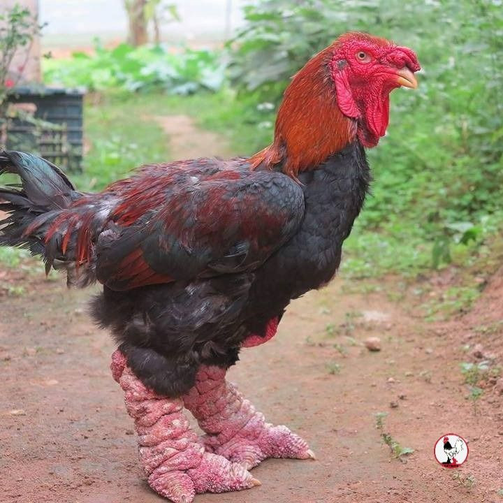 Do đó, số lượng gà Đông Tảo biếu Tết vô cùng ít ỏi. Ảnh: Printest