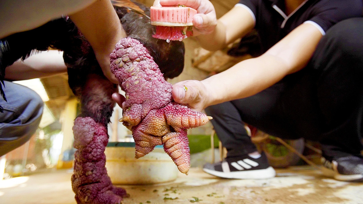 Điểm ấn tượng nhất của giống gà Đông Tảo là cặp chân xù xì, to và thô không thể lẫn với loài khác. Ảnh: BI