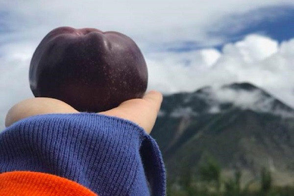 Hơn nữa, mỗi mùa vụ, người ta chỉ thu được 30% sản lượng táo đạt yêu cầu. Ảnh: Mashed