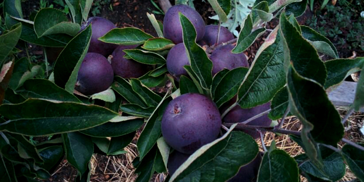 Đặc biệt, táo rất giòn, để lâu cũng không bị mềm nhũn. Nguồn ảnh: Mashed