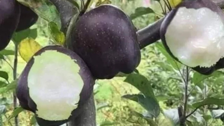 Theo Today, một yếu tố khiến táo kim cương đắt như vậy là thời hạn sản xuất rất ngắn và chỉ có hai tháng trong năm. Ảnh: Mashed