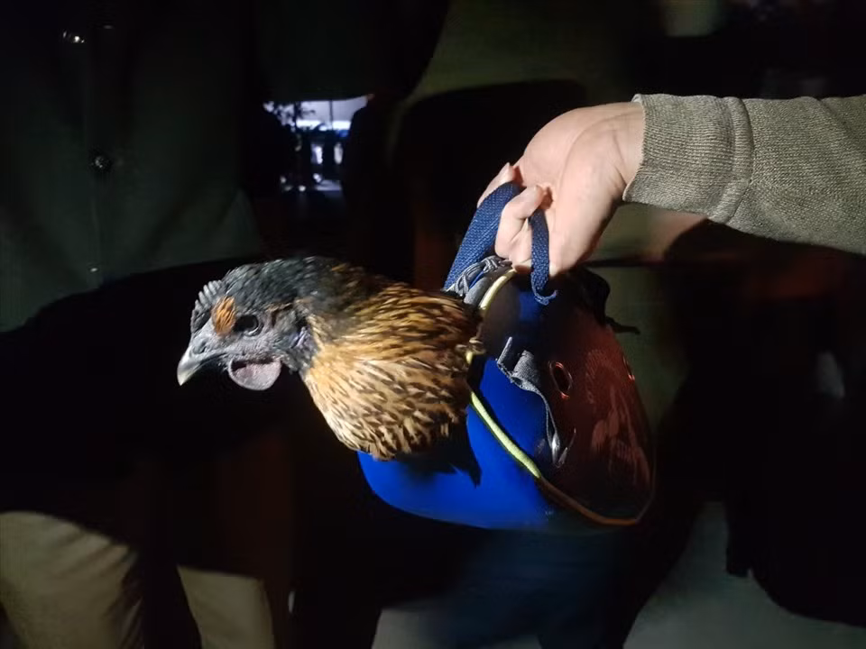 Chợ chỉ bán gà mái đen và vàng mã, hương dùng để đốt cho người đã khuất... Ảnh: Lao động