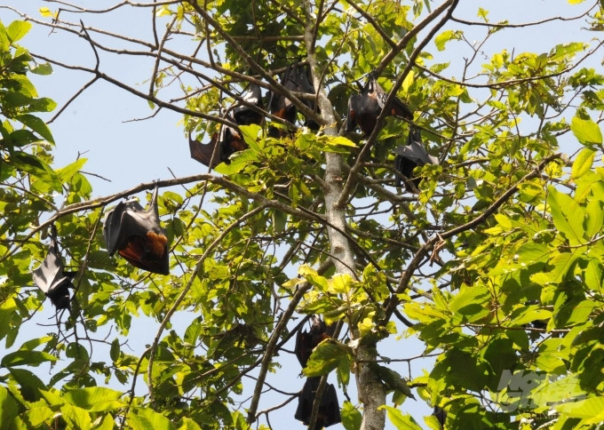 Dù là loài vật xấu xí, đáng sợ nhưng dơi lại được xem là đặc sản ở miền Tây. Ảnh: Nông nghiệp