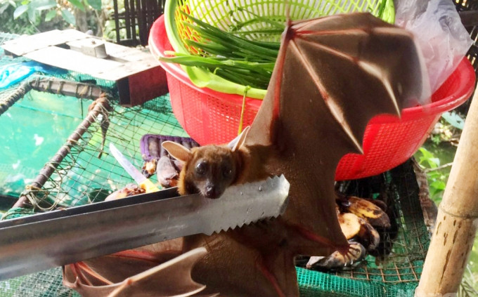Có nhiều loại dơi nhưng người dân địa phương chủ yếu bắt dơi sen và dơi quạ để chế biến món ăn. Ảnh: Nông nghiệp